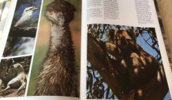 Australië - Prachtig boek - Mooi en uitnemend natuur