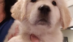  Golden retriever puppy om te adopteren 